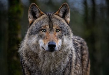 Loup, où es-tu ?