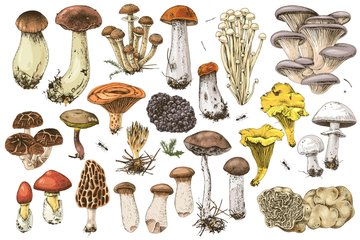 Exposition de champignons