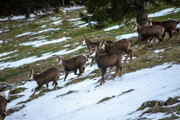À la rencontre des chamois