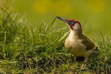 Deux jours pour photographier la faune sauvage de Picardie