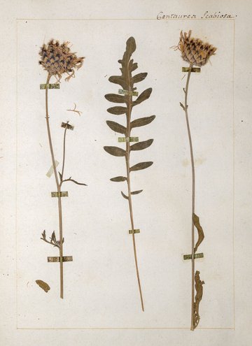 L’herbier de Jean-Jacques Rousseau