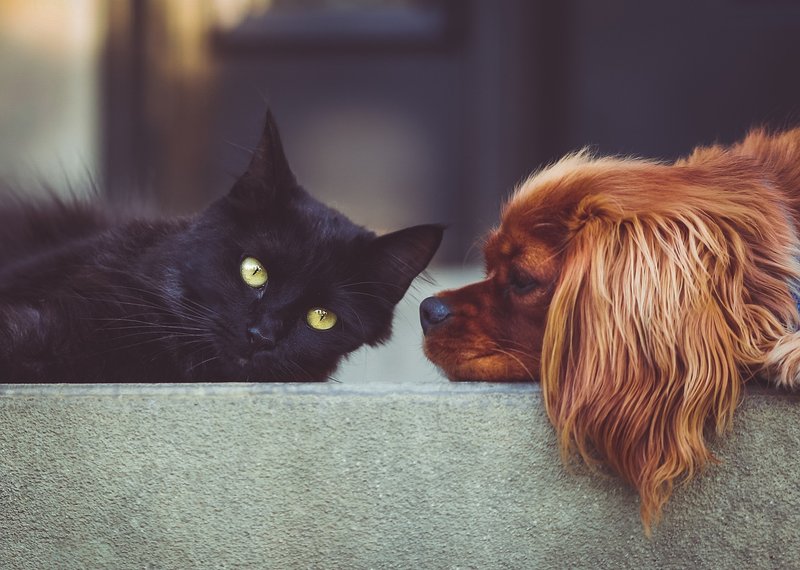 Atelier-conférence sur les animaux à la ferme : soins aux fleurs de Bach pour chiens et chats