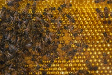 Micro-Folie : conférence "le miel : comment font les abeilles?"