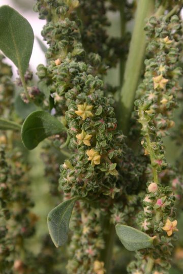 Conférence scientifique, musicale et dégustative : La quinoa, alimentation saine contre le cancer