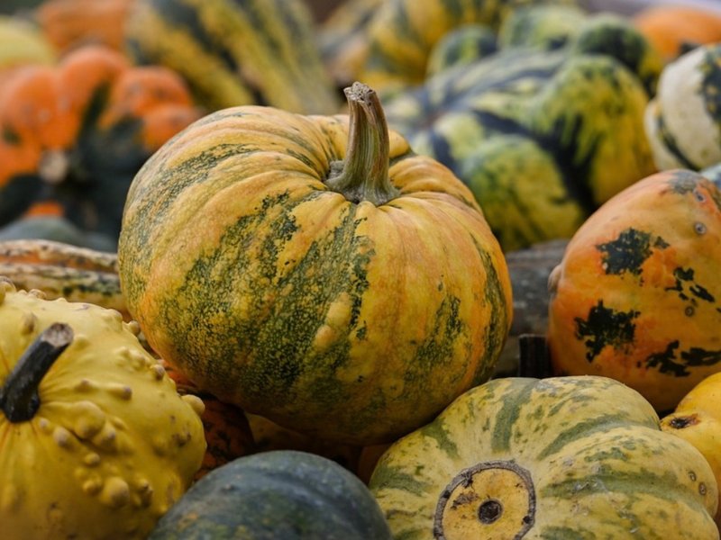 Foire à la courge