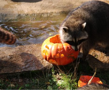 Journée Halloween au Parc animalier de Gramat