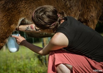 À la rencontre des ânes des Grandes Z'Oreilles à Pindray