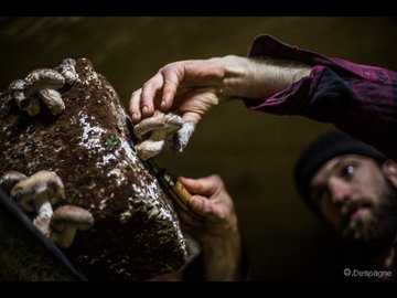 Ici, nos savoir-faire - visite des Champis de l'Antre deux Mers