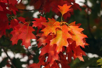 Fête d'Automne