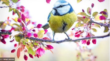 Découvrir les oiseaux dans les chemins de Vassy