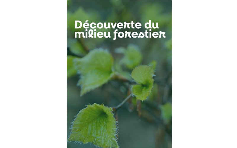 Découverte du milieu forestier