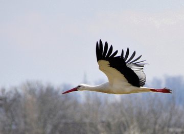 Nature, mystère & imaginaire : Les oiseaux d'automne