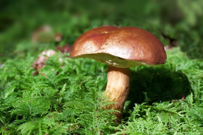 Exposition : Les champignons