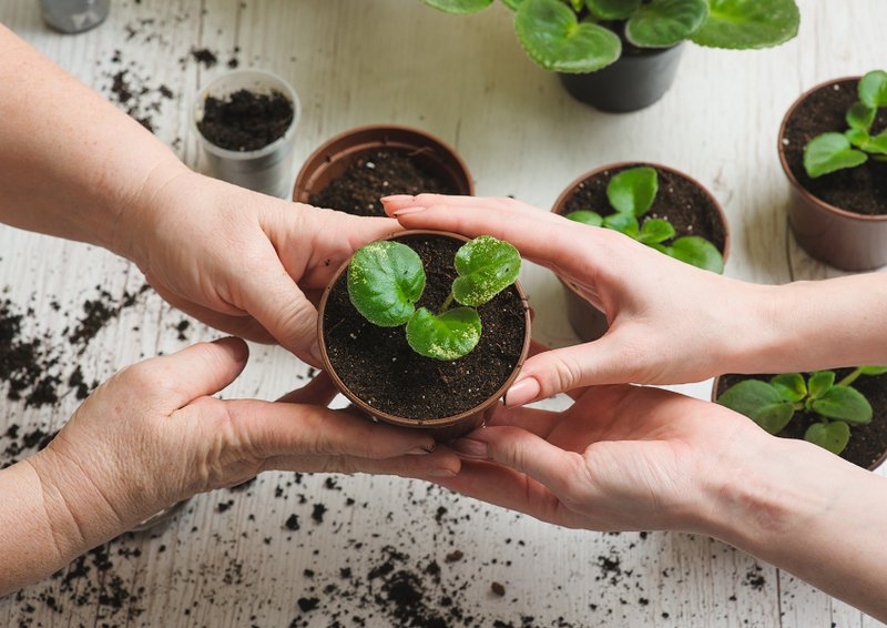 Troc aux plantes