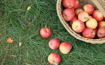 Les pommes savantes