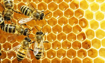 Journée technique apiculture, pollinisateurs et pratiques agricoles : panorama des enjeux et solutions (53)