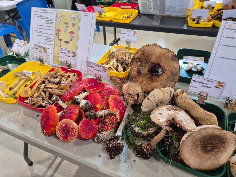 Exposition champignons 2026