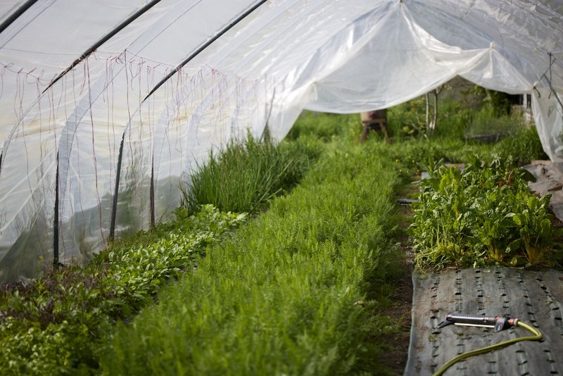 Atelier jardin : Biodiversité au jardin, ravageurs et maladies.