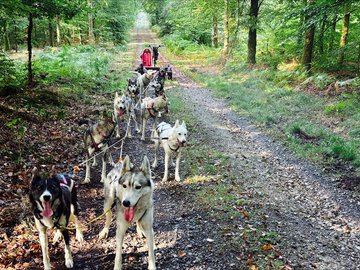À la rencontre des chiens de traîneaux !
