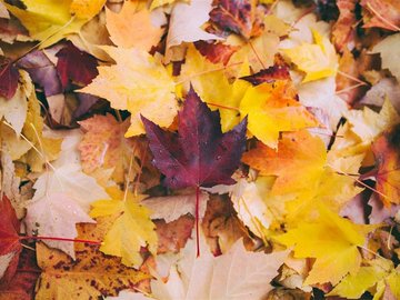 Fête d'automne