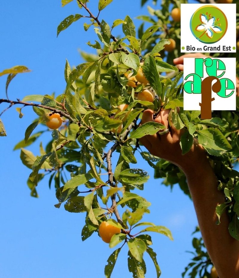 Arboriculture bio : pommes, poires, cerises, mirabelles.