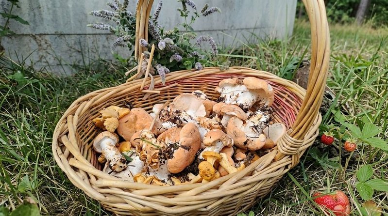 Animation sur les champignons [découverte]