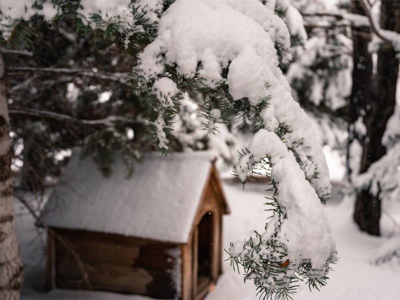 Spectacle : Ils veulent de la neige