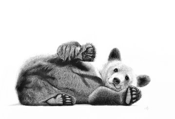 Exposition : Rêverie d'un safari immobile