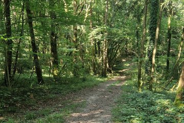 Découverte des champignons dans la forêt de Lanmary
