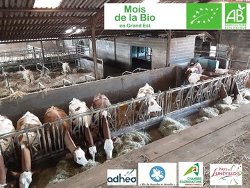 Visite de ferme bio - bovins lait élevés à l'herbe