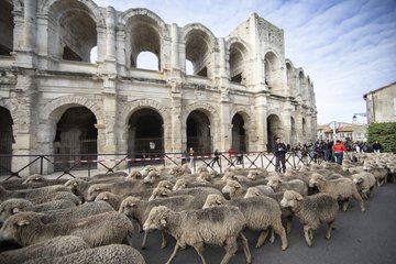 Rencontres du Mérinos d'Arles