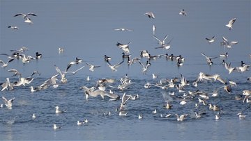 Les oiseaux du littoral