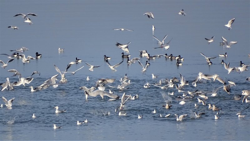 Les oiseaux du littoral