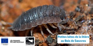 Petites bêtes de la litière au Bois de Sœuvres