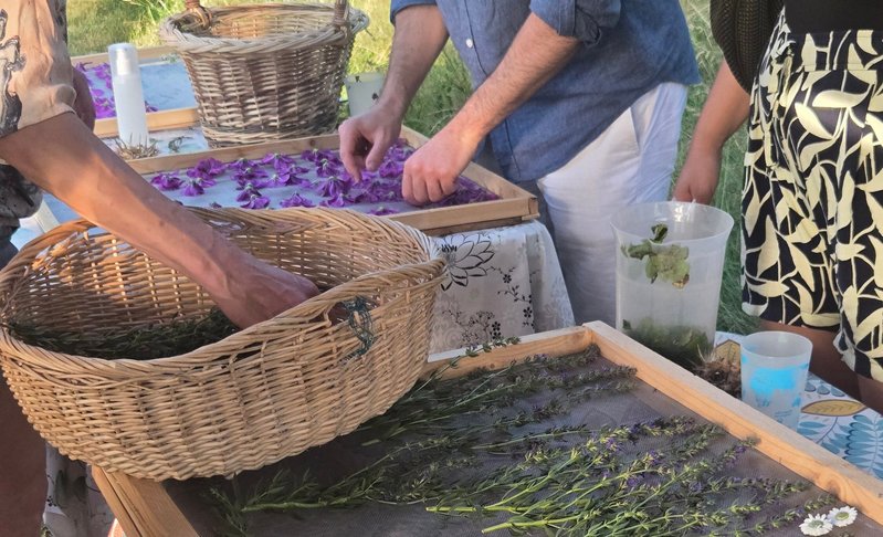 Atelier herboristerie : Le séchage des plantes aromatiques et médicinales