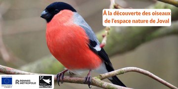 À la découverte des oiseaux de l'espace naturel de Joval