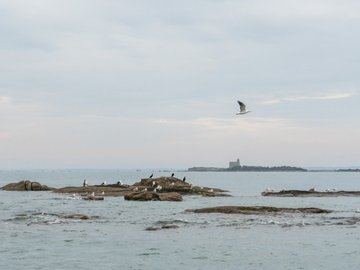 À la découverte des oiseaux de la Hougue