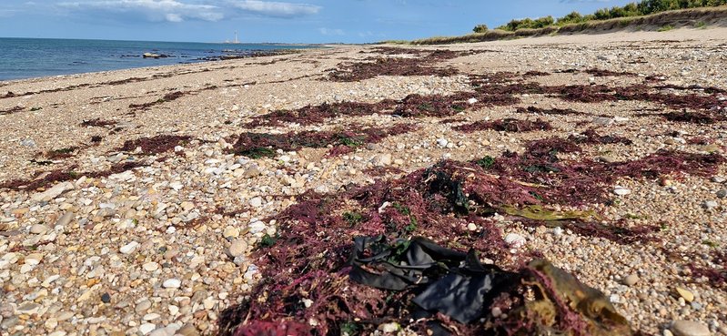 Les laisses de mer et leurs trésors