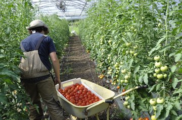 Les fermes maraîchères bio face au changement climatique