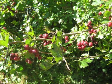 Couleurs d'automne dans le bocage