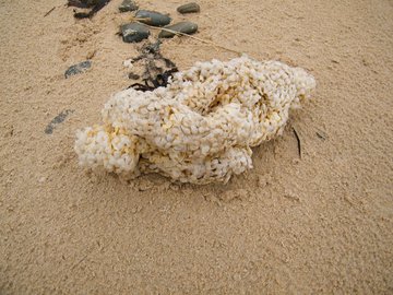 Trésors du haut de plage
