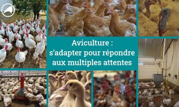 Journée avicole régionale (49)