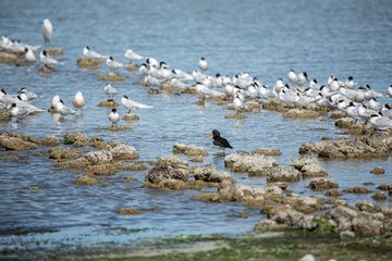 Oiseaux des plages