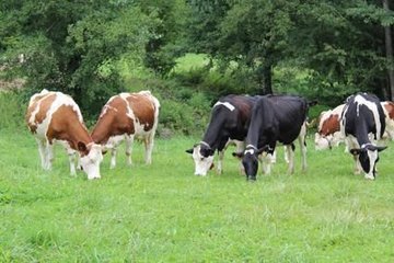 FORMATION Approche globale de la prévention des risques parasitaires des ruminants
