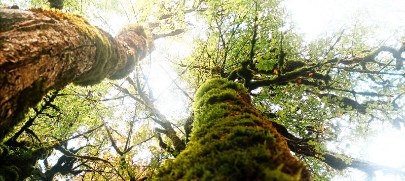Initiation au LandArt