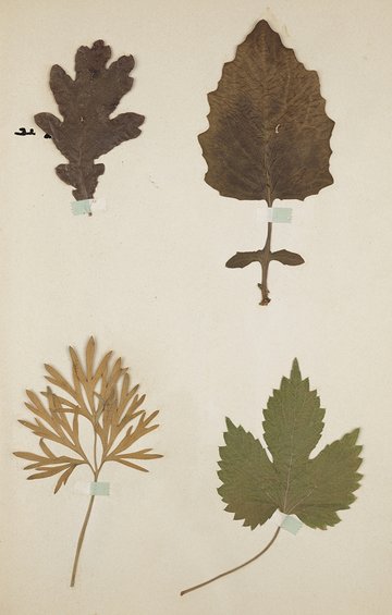 Réaliser son herbier - Atelier famille