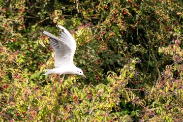 Le courage des oiseaux