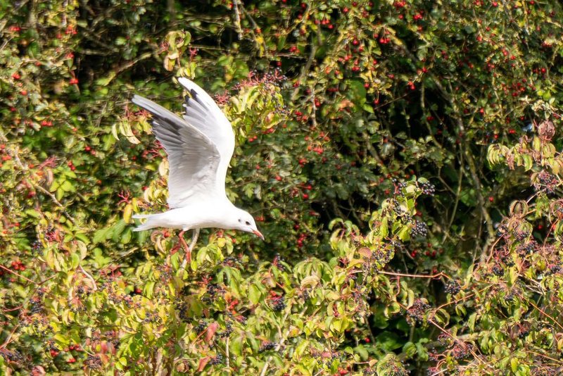 Le courage des oiseaux