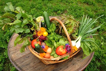Cycle d’ateliers jardin potager : 6 samedis matins de décembre 2026 à juin 2027
