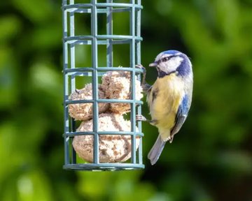 Aidons nos oiseaux